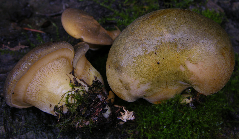 Sarcomyxa serotina. Scheda fotografica